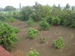 start-week-2-04017 Typical back garden, big enough for mango trees and plenty of veg.